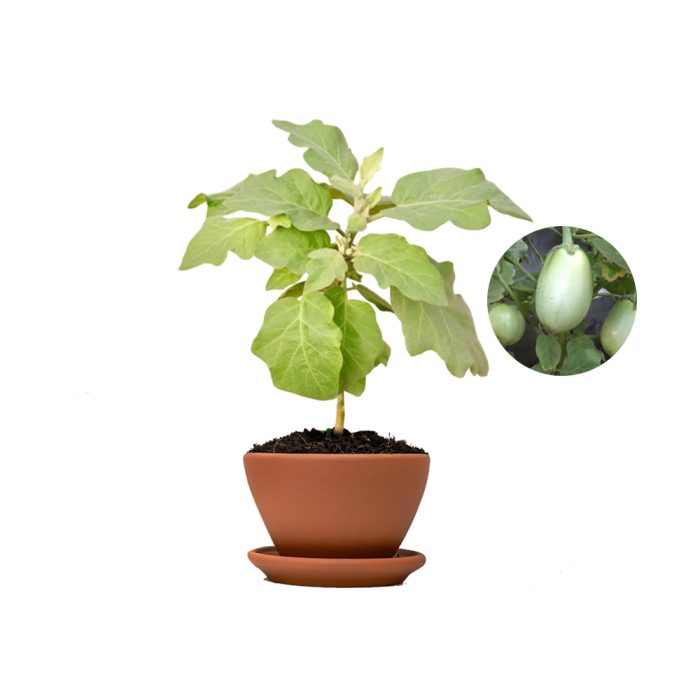 Brinjal ( White )