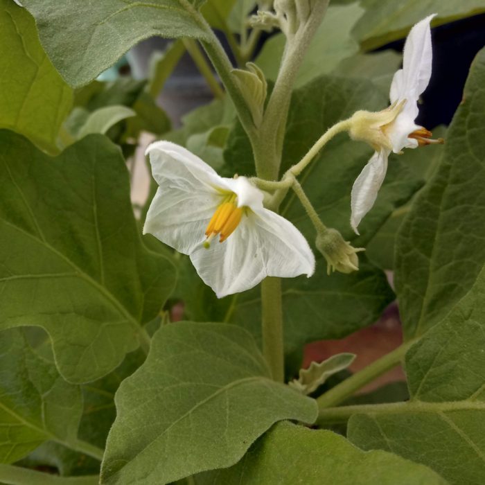 Brinjal ( White ) - Image 2