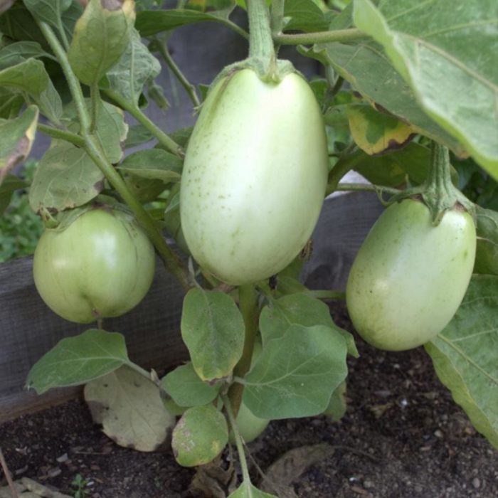Brinjal ( White ) - Image 3