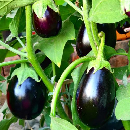 Brinjal black round