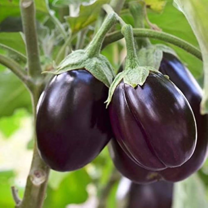 Brinjal black round - Image 2