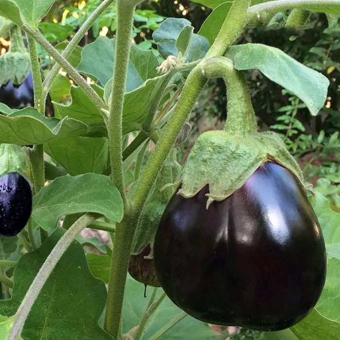 Brinjal black round - Image 3