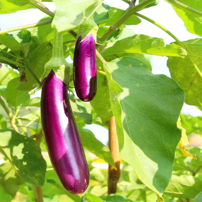 Brinjal purple long