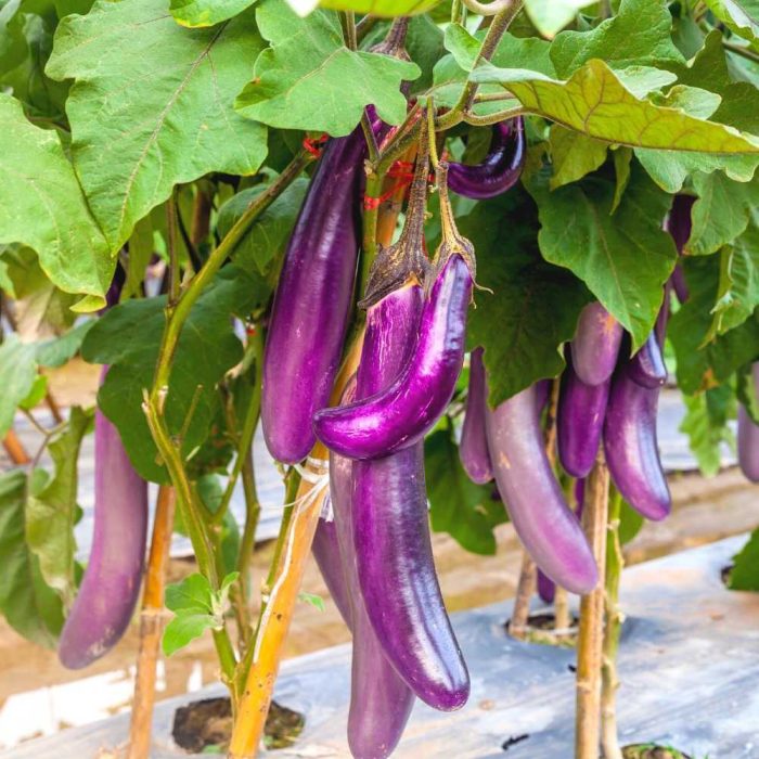 Brinjal purple long - Image 2