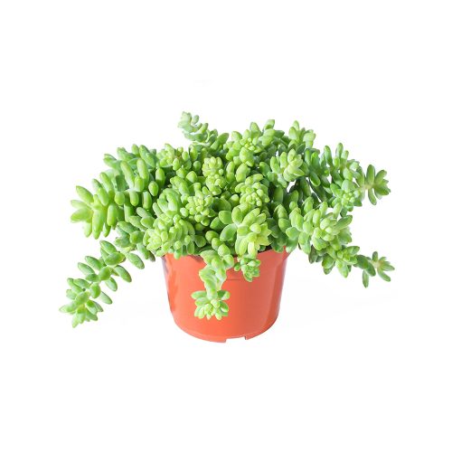 Burros tail
