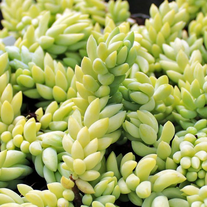 Burros tail - Image 2