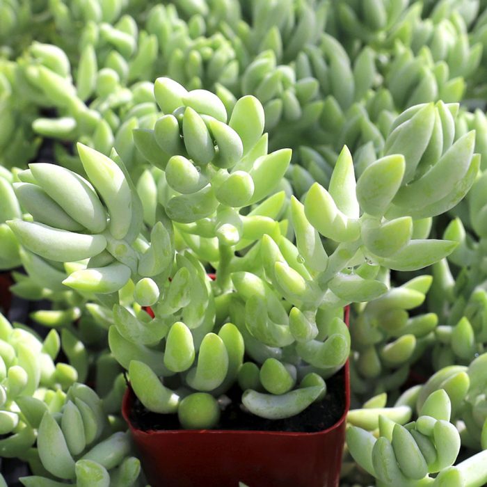 Burros tail - Image 3