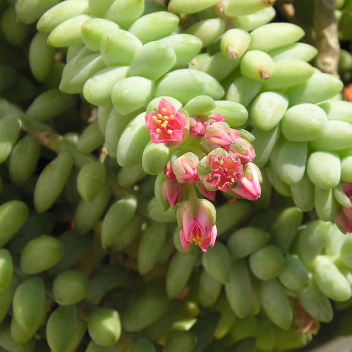 Burros tail - Image 4