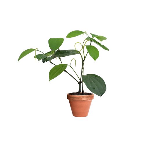 Bush Pepper(Grafted)