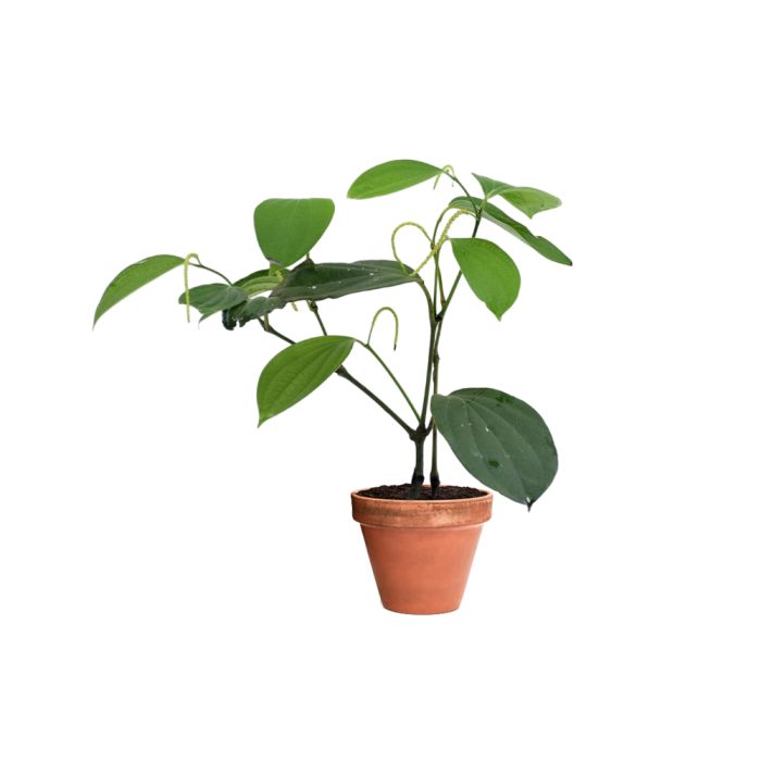 Bush Pepper(Grafted)