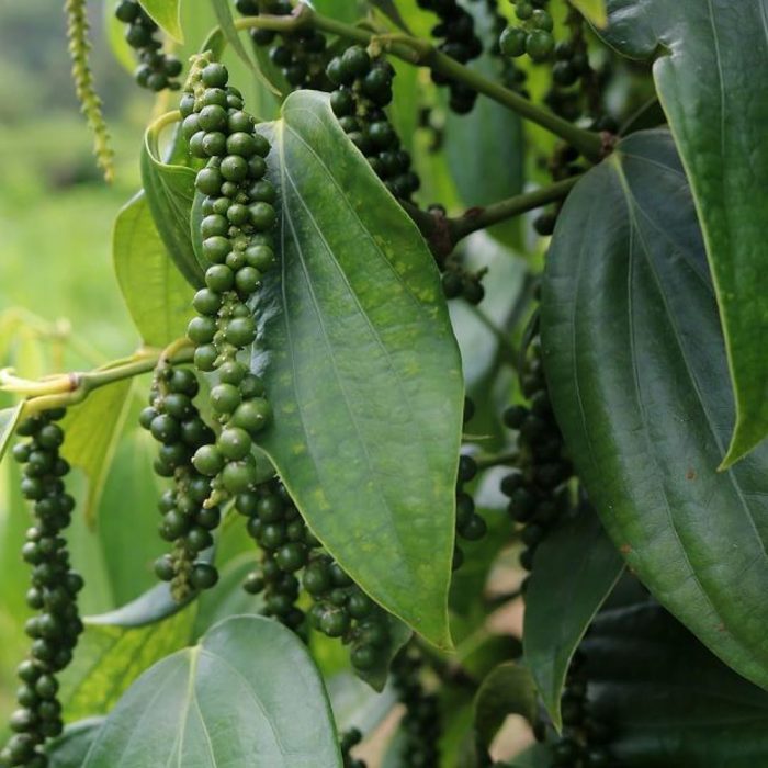 Bush Pepper(Grafted) - Image 2