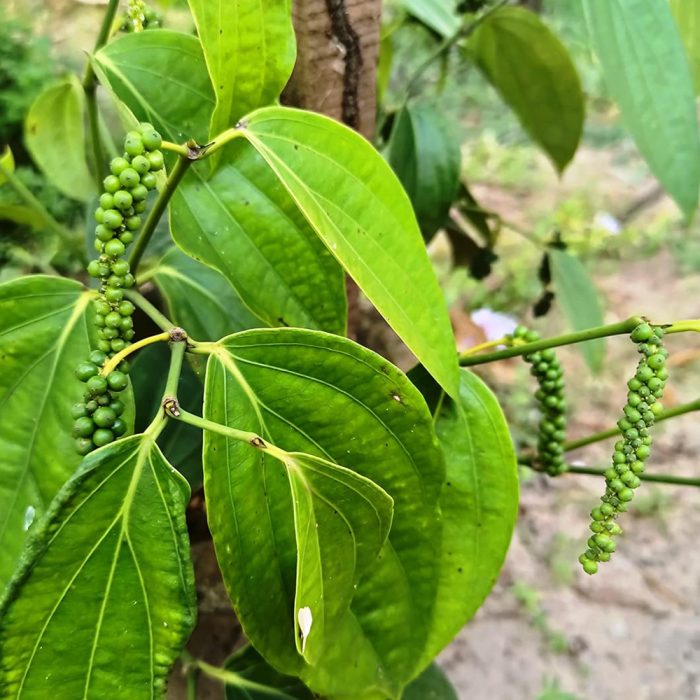 Bush Pepper(Grafted) - Image 3