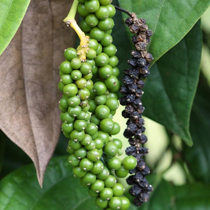 Bush Pepper(Grafted) - Image 4