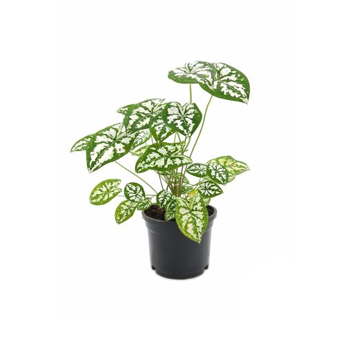 Caladium
