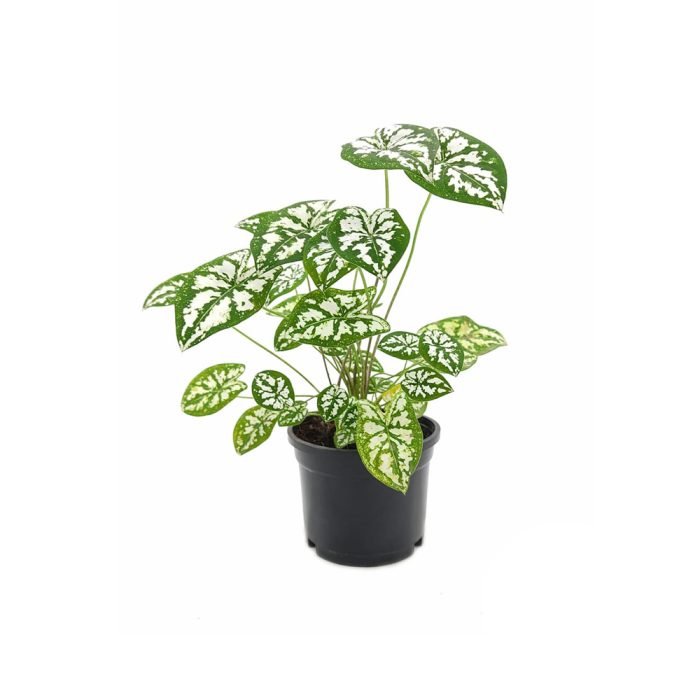 Caladium