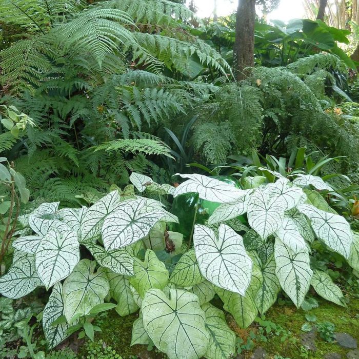 Caladium - Image 2