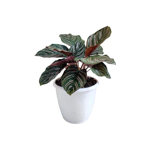 Calathea