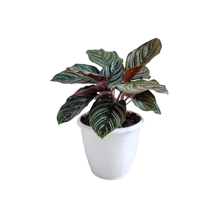 Calathea