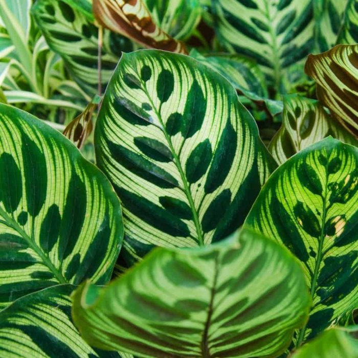 Calathea - Image 2