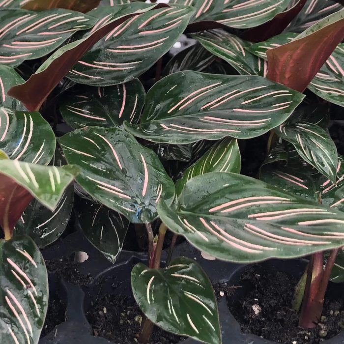 Calathea - Image 3