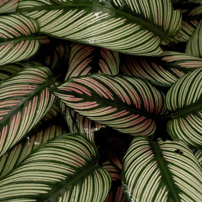 Calathea - Image 4