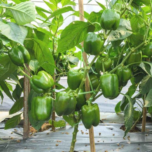 Capsicum ( Green )