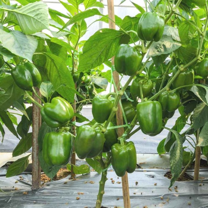 Capsicum ( Green )