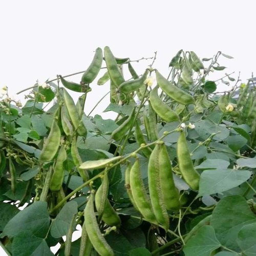 Chettu Chicudu  [Broad Beans]