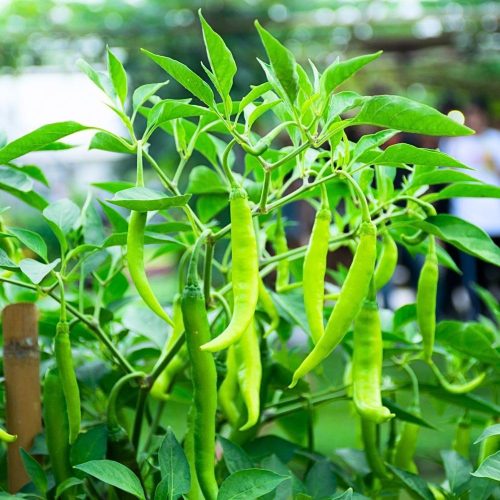 Chilli ( Green )
