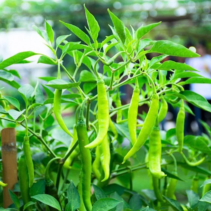 Chilli ( Green )