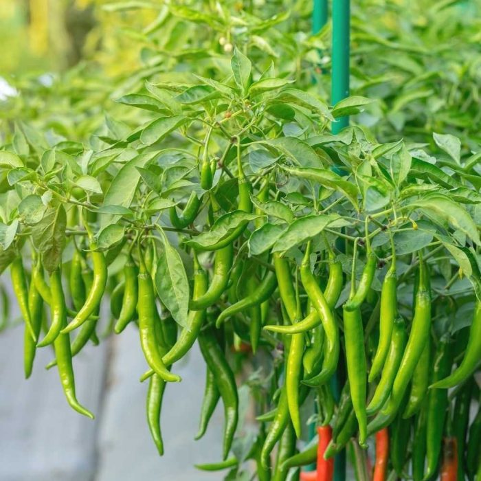 Chilli ( Green ) - Image 2