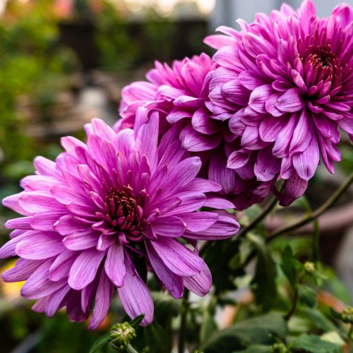 chrysanthemum
