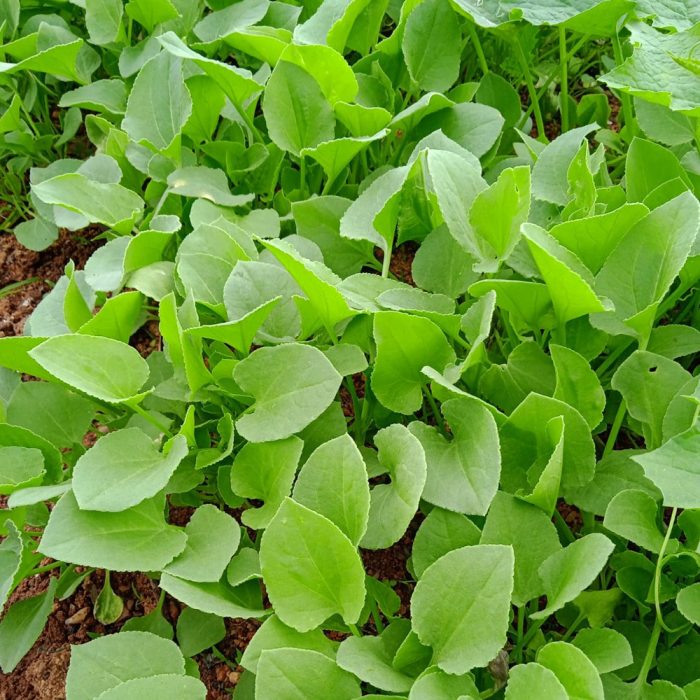 Chukka Kura - Image 2