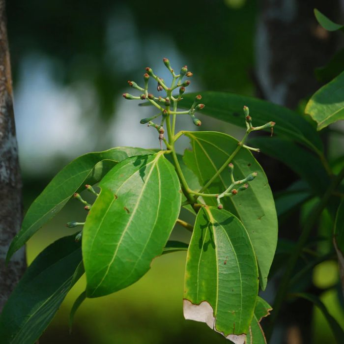 Cinnamon - Image 2