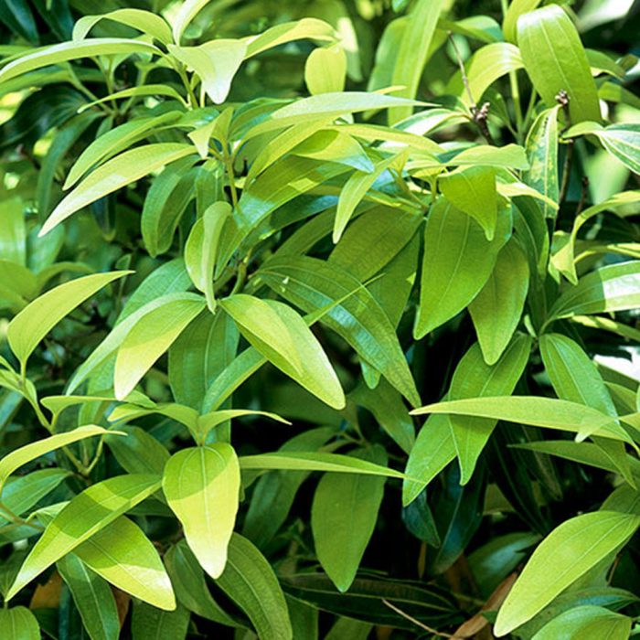 Cinnamon - Image 3