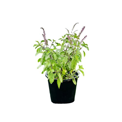Clove Tulsi