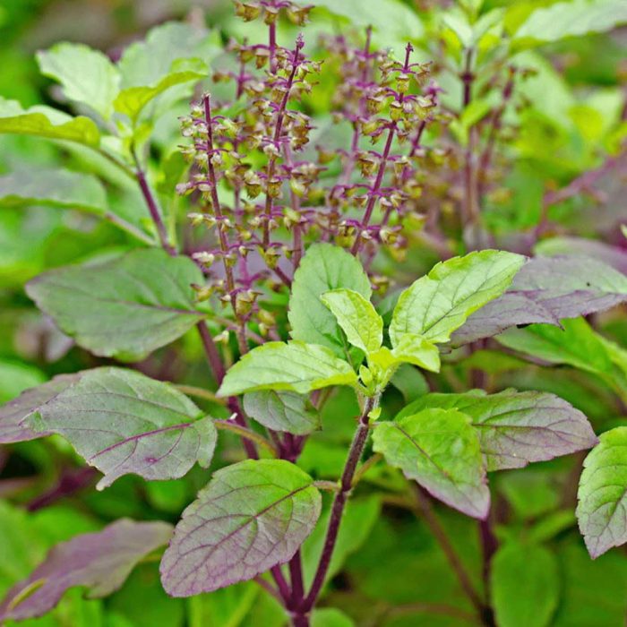 Clove Tulsi - Image 2