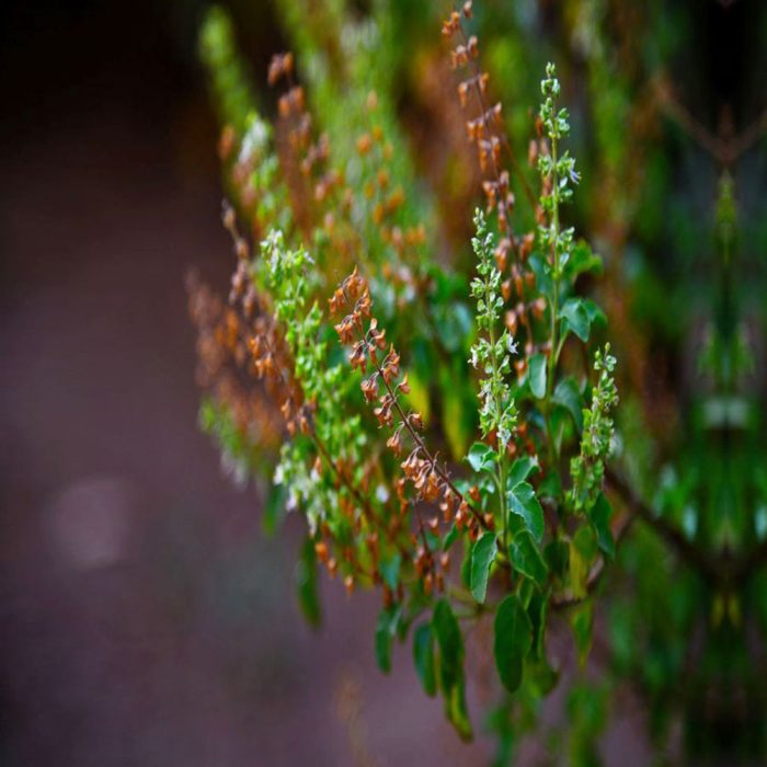 Clove Tulsi - Image 3