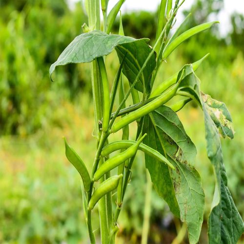 Cluster Beans ( Goru Chikudu )