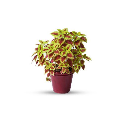 Coleus