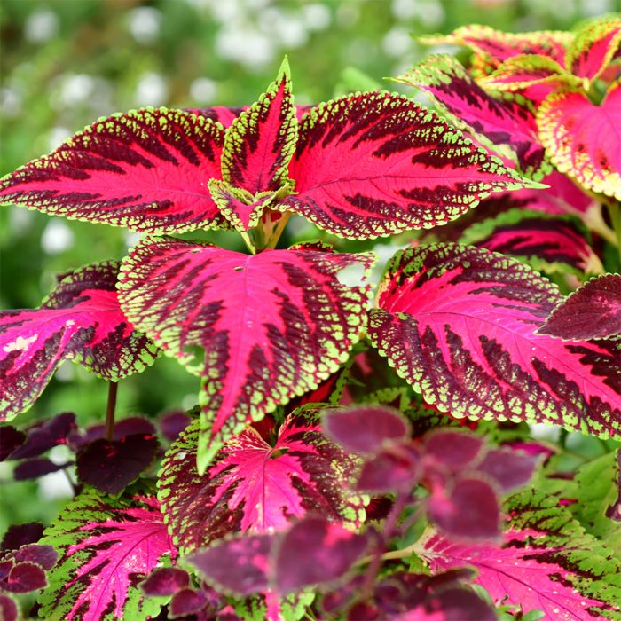 Coleus - Image 2