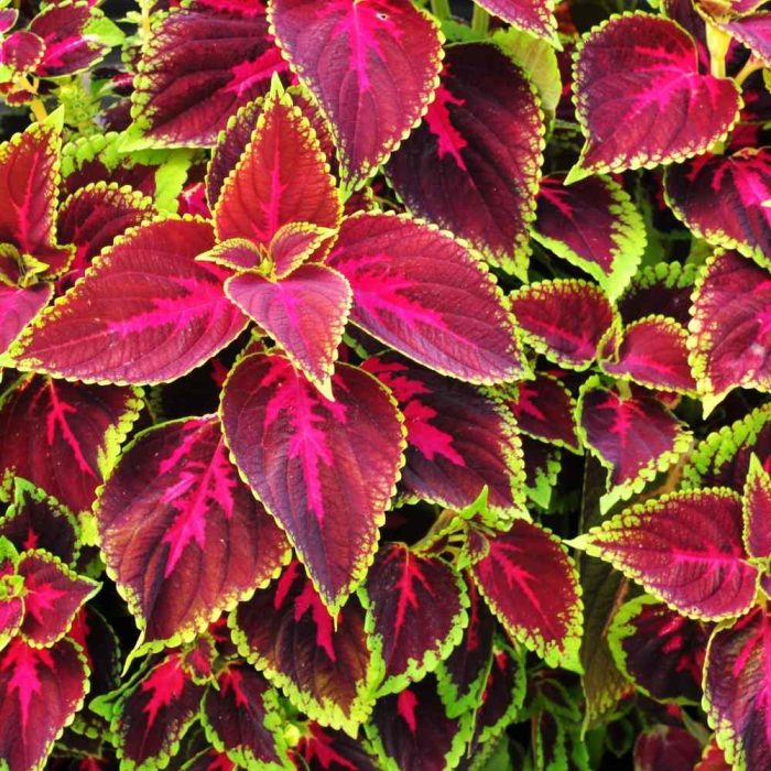 Coleus - Image 3