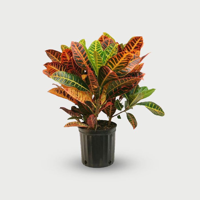 Croton