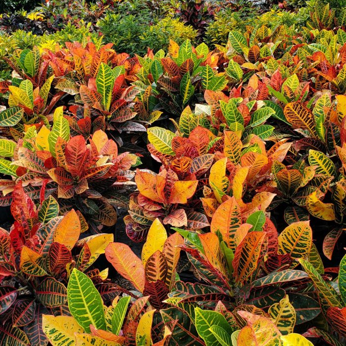 Croton - Image 2