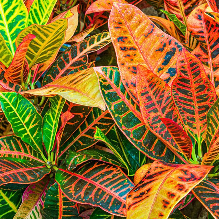 Croton - Image 3