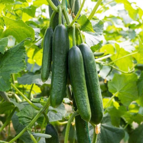 Cucumber Green ( Khakidi )