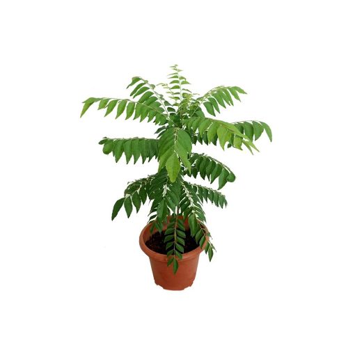 Curry Leaf