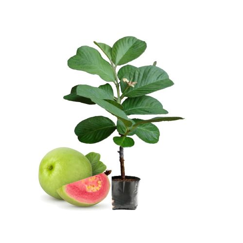 Diamond red guava