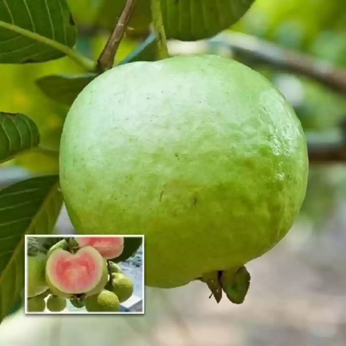 Diamond red guava - Image 2