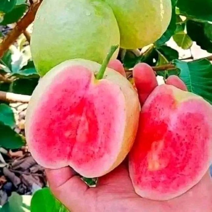 Diamond red guava - Image 3